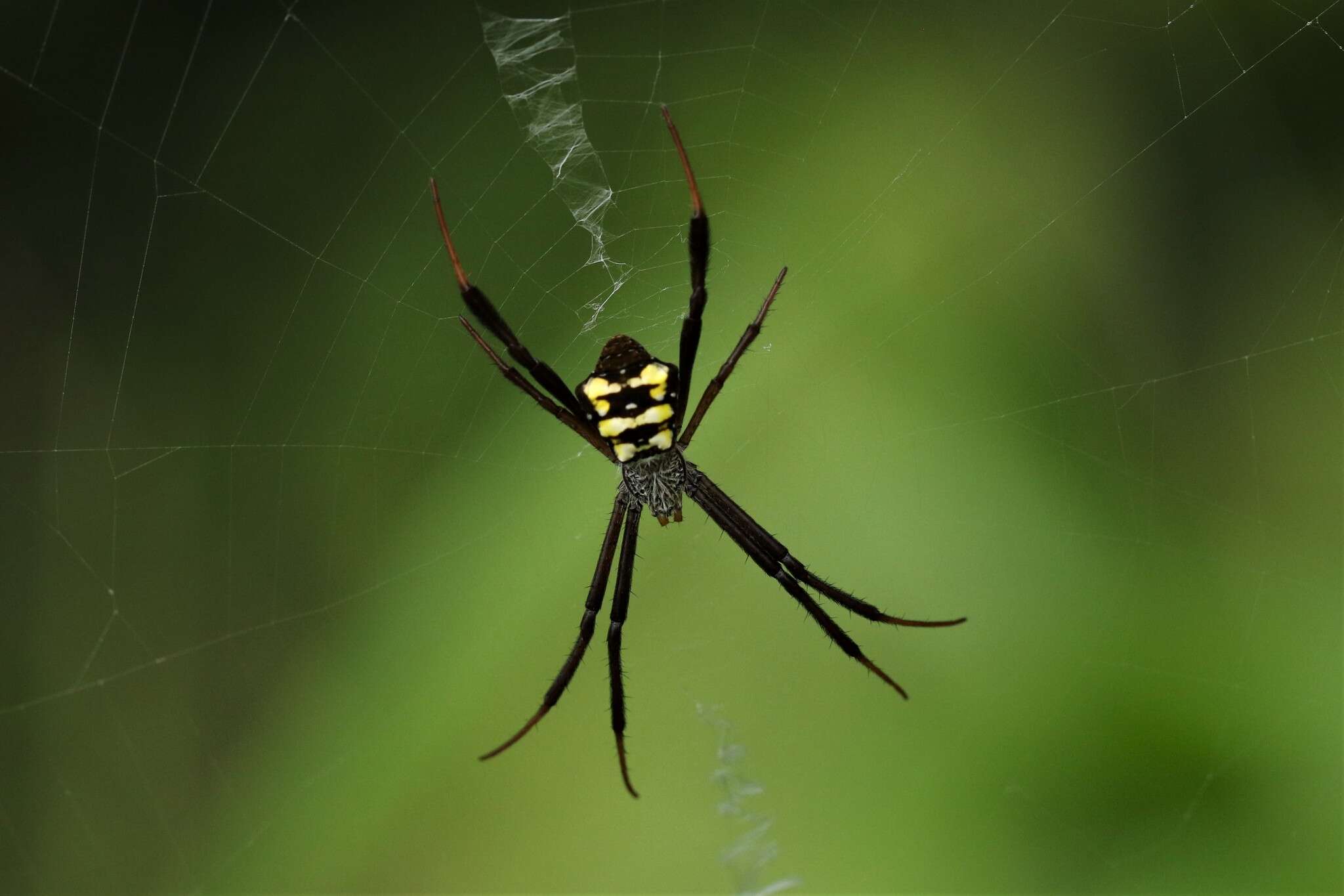 Imagem de Argiope halmaherensis Strand 1907