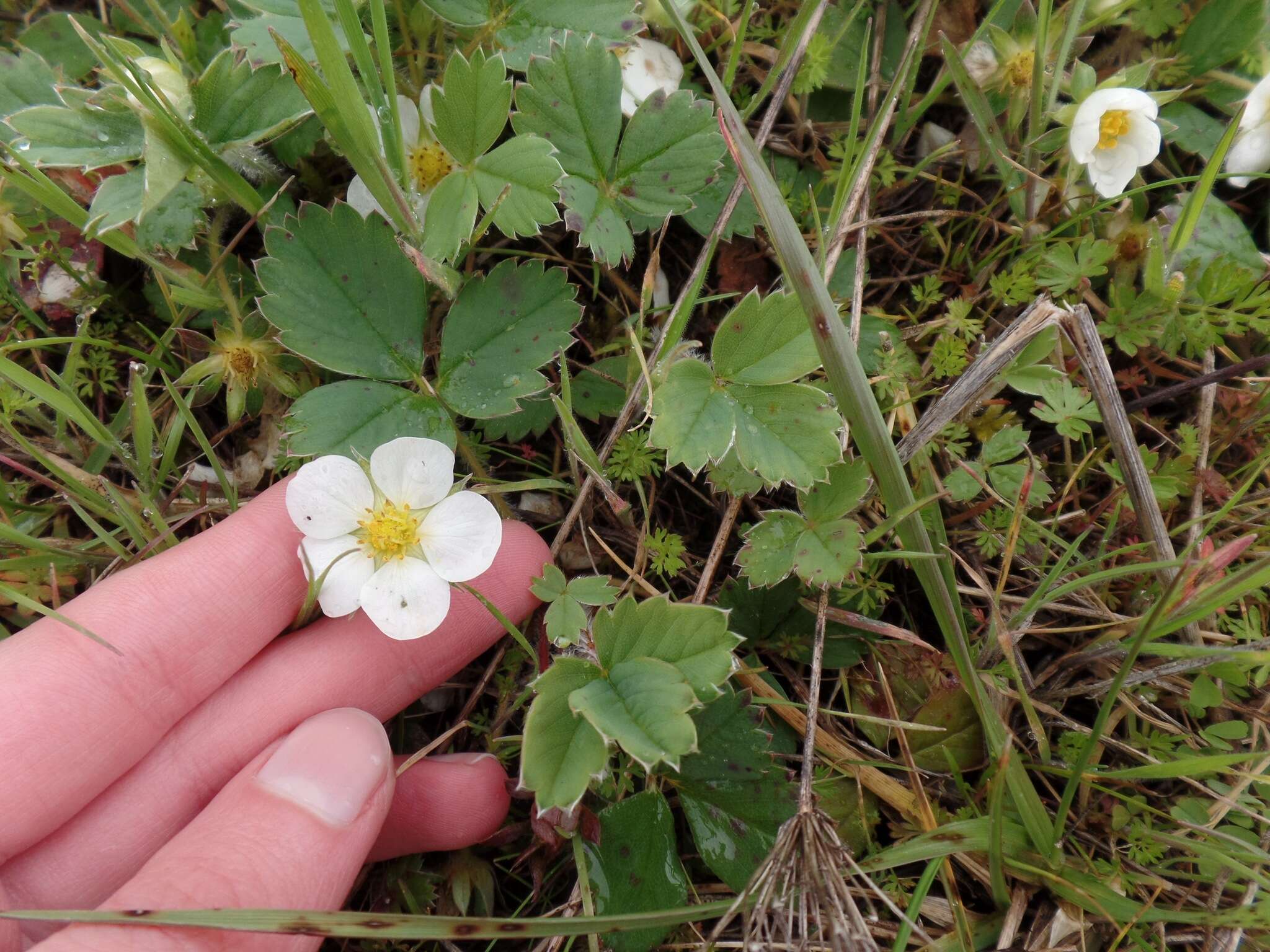 Image de Fragaria ananassa subsp. cuneifolia (Nett. ex Howell) G. Staudt