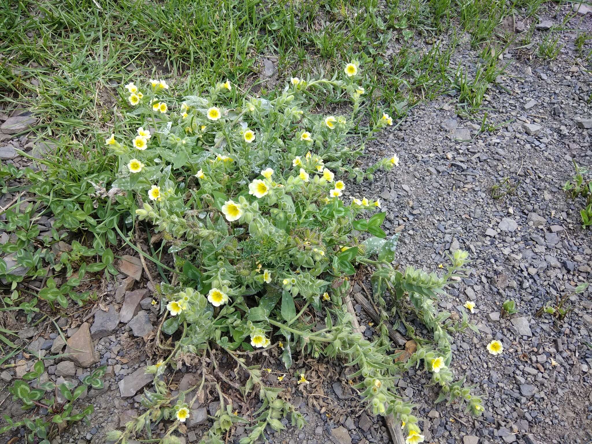 Image of Nonea alpestris (Stev.) G. Don fil.