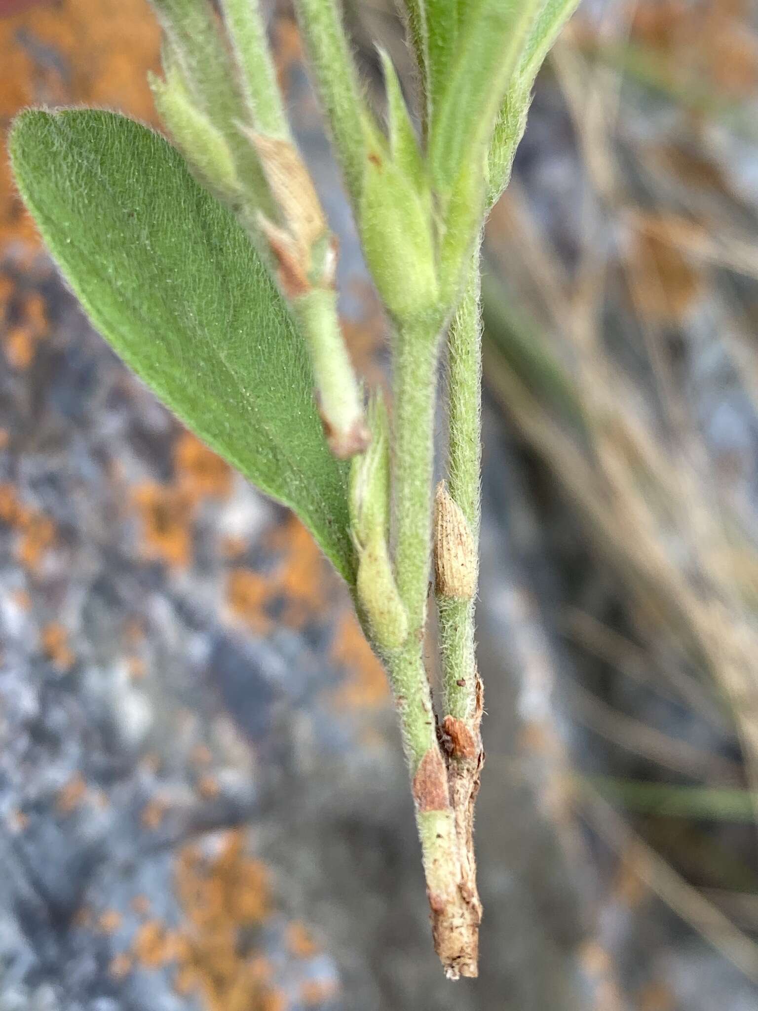 Image of Eriosema ellipticifolium Schinz