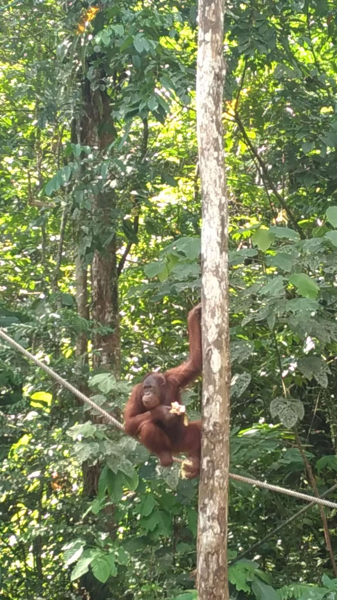 Imagem de Pongo pygmaeus pygmaeus (Linnaeus 1760)