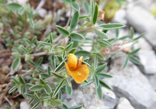 Image of Argyrolobium zanonii subsp. zanonii