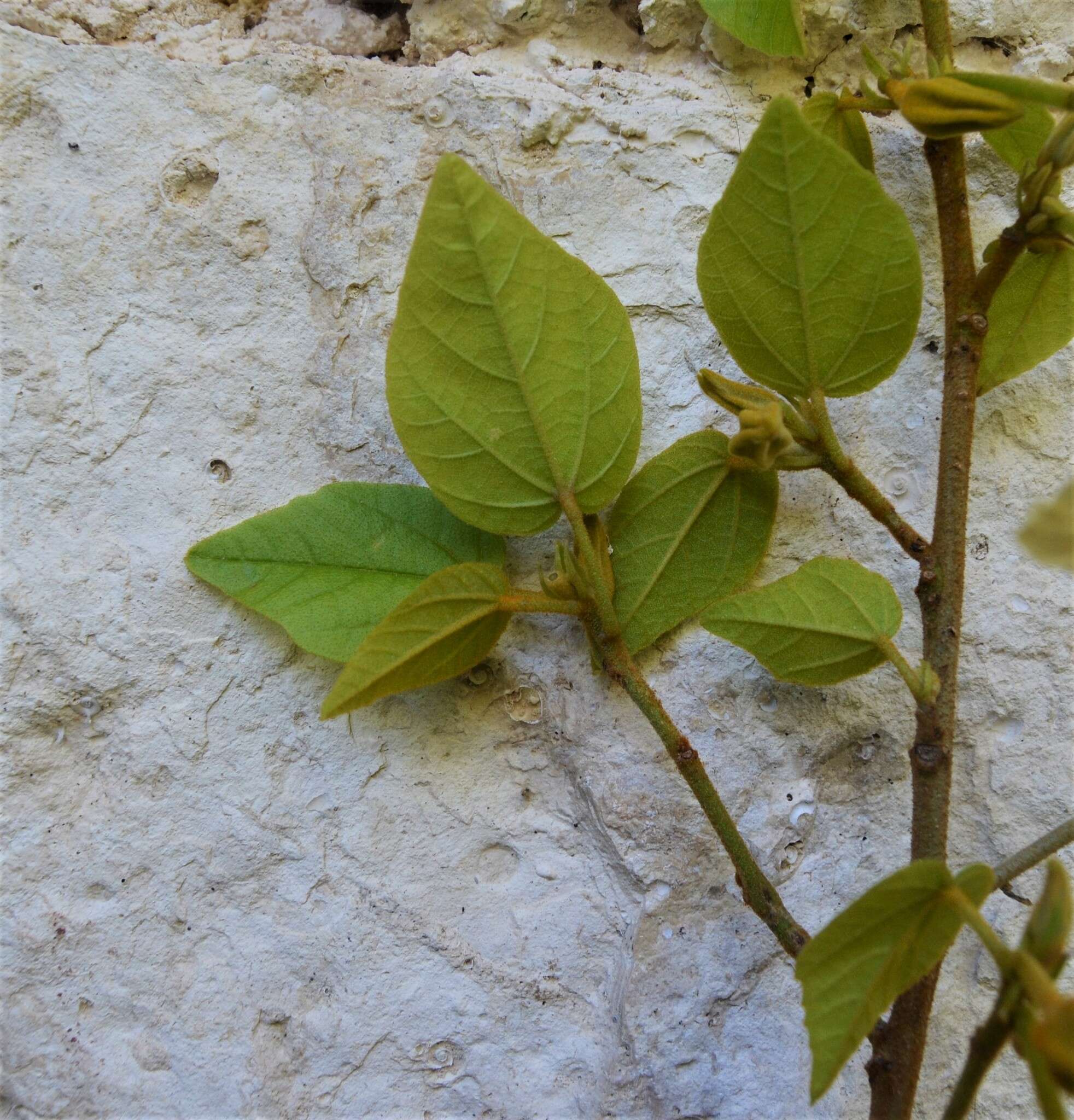 Image of Bakeridesia yucatana (Standl.) D. M. Bates