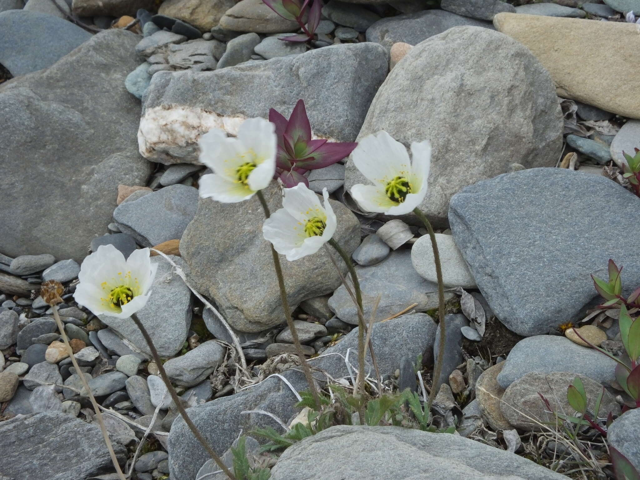 Image of arctic poppy