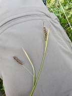 Image de Carex ferruginea Scop.