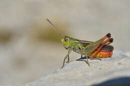 Image of stripe-winged grasshopper