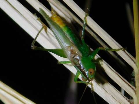 Слика од Conocephalus (Anisoptera) cinereus Thunberg 1815