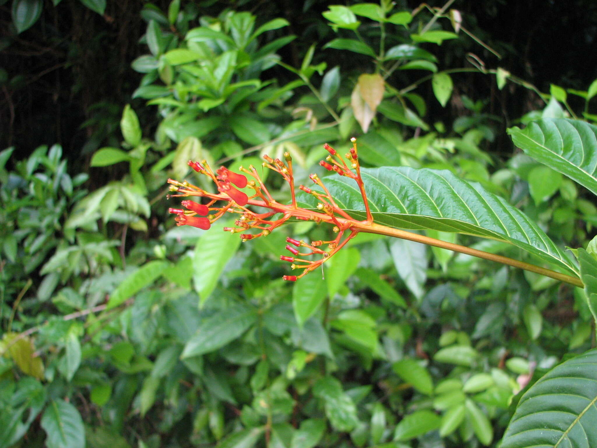 Plancia ëd Palicourea crocea (Sw.) Schult.