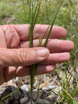 Image of Iphigenia indica (L.) A. Gray ex Kunth