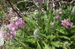 Image of Rocky Mountain Lousewort