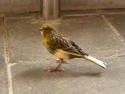 Image of Atlantic Canary