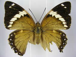 Image of Charaxes numenes aequatorialis Van Someren 1972