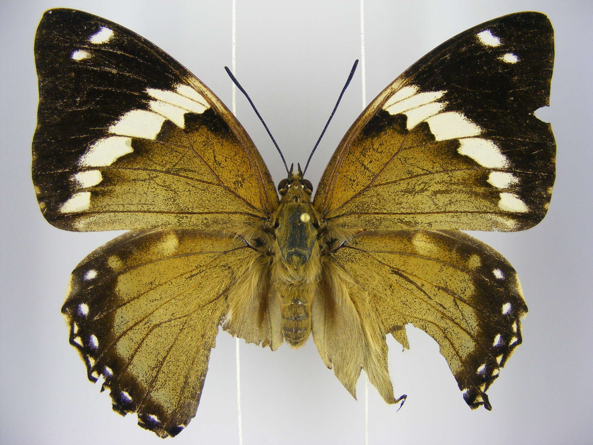 Imagem de Charaxes numenes aequatorialis Van Someren 1972