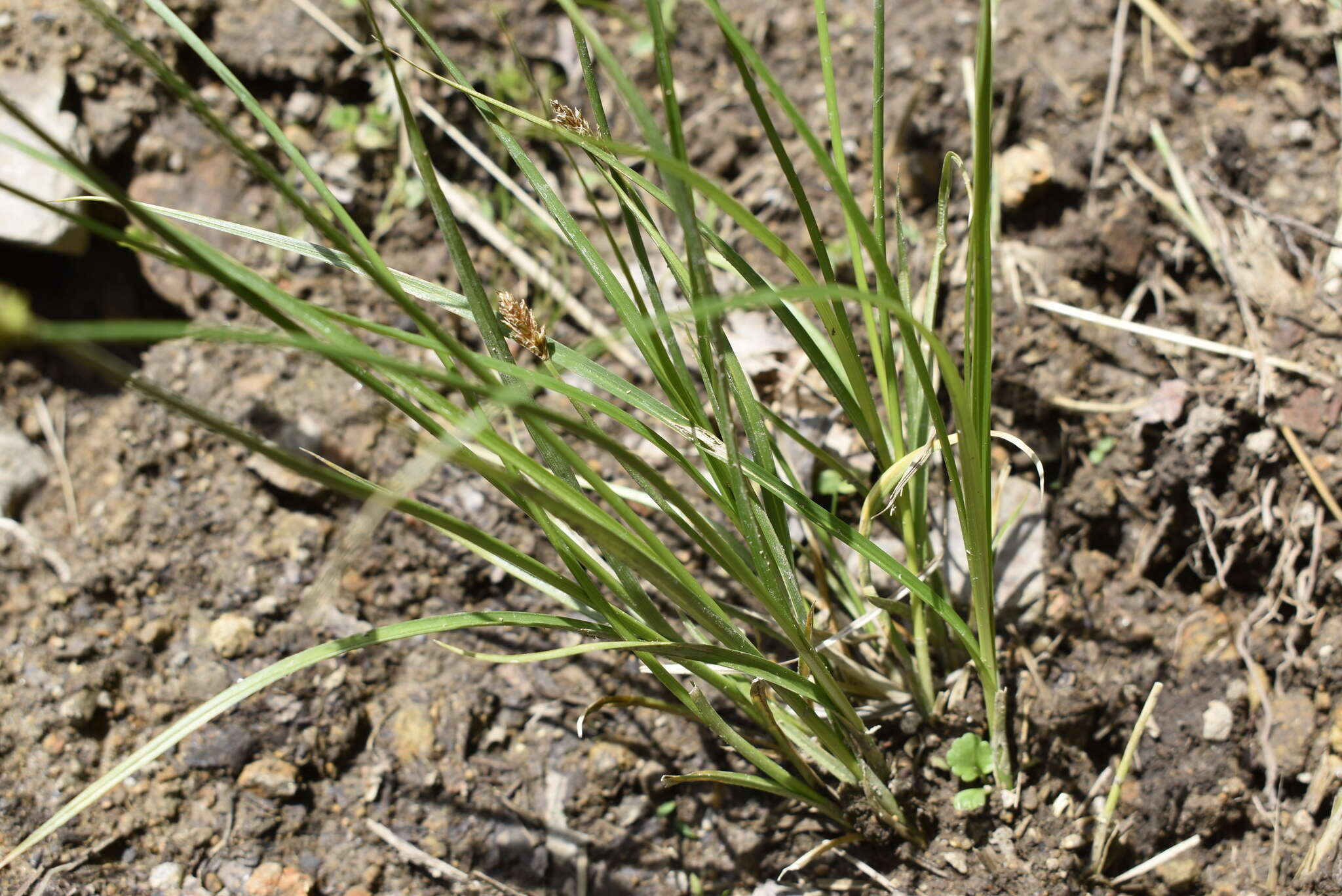 Image of Carex laevissima Nakai