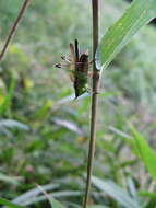 Image of Conocephalus (Anisoptera) melaenus (Haan 1843)