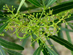 Image of African sumac