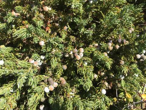 Plancia ëd Juniperus communis var. kelleyi R. P. Adams