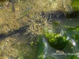 Image of Anthopleura handi Dunn 1978