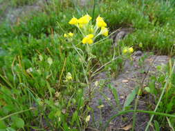 Image de Castilleja campestris (Benth.) T. I. Chuang & L. R. Heckard