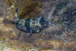 Image of Gangetic pufferfish