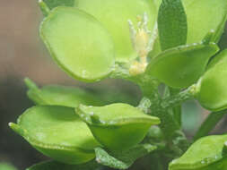 Image of Alyssum foliosum Bory & Chaub.