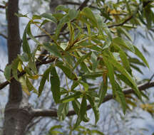 Image of Cochlospermum gillivraei subsp. gregorii