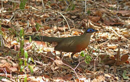 Image of Coquerel's Coua