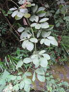 Imagem de Rubus boliviensis Focke