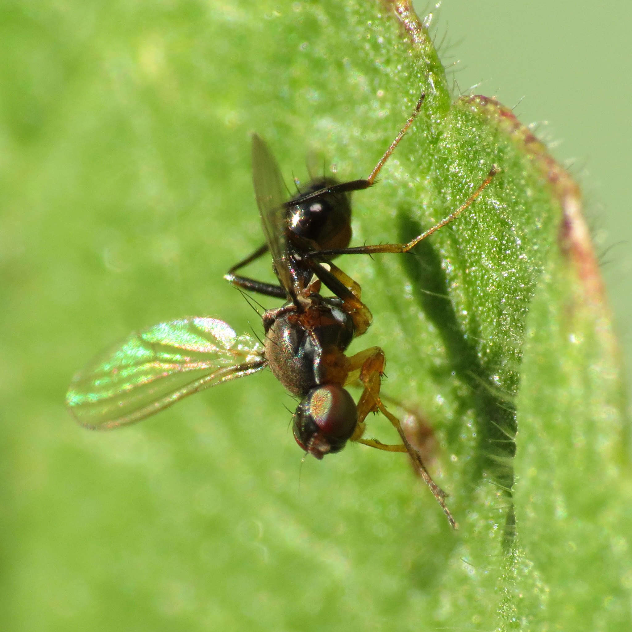 Image of Black scavenger fly