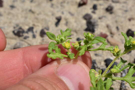 Image of Nevada sumpweed