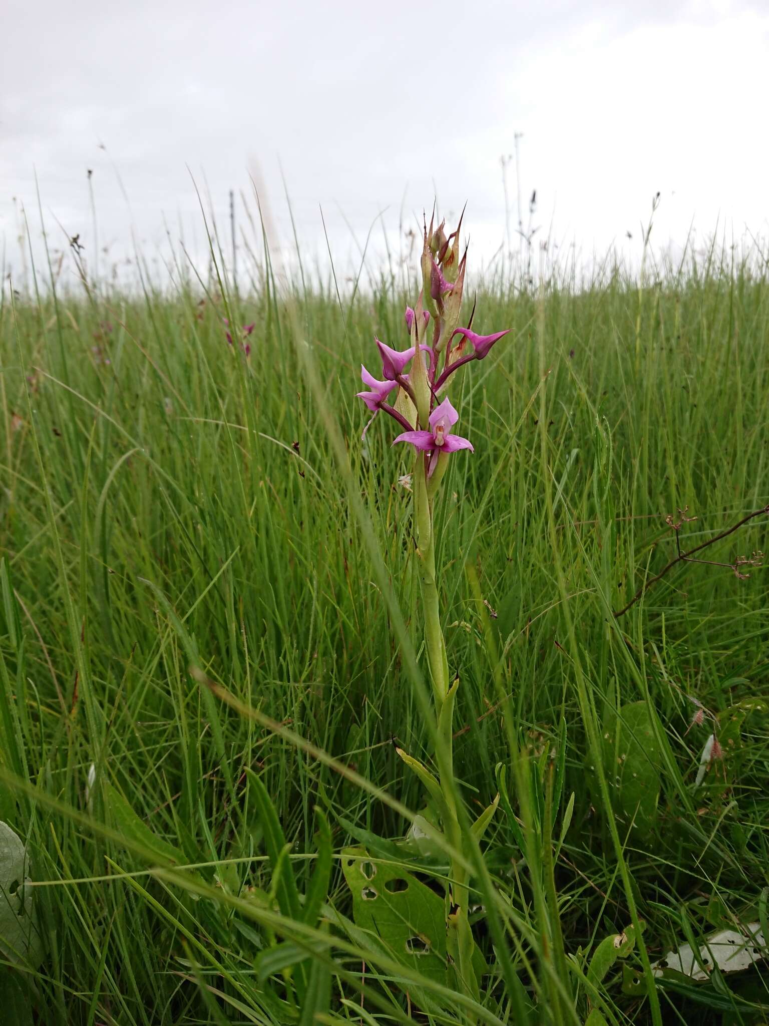 Image of Disa zuluensis Rolfe