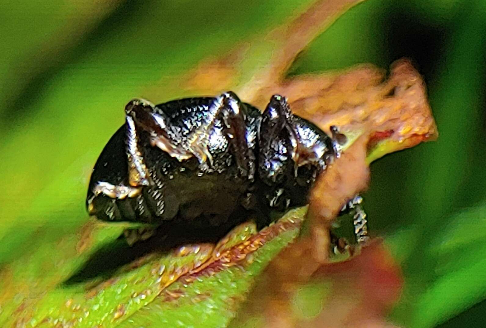 Otiorhynchus (Zadrehus) atroapterus (De Geer 1775) resmi