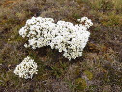 Image of Gentianella divisa (Kirk) Glenny