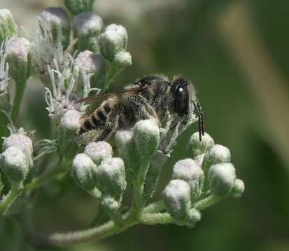 Megachile brevis Say 1837 resmi