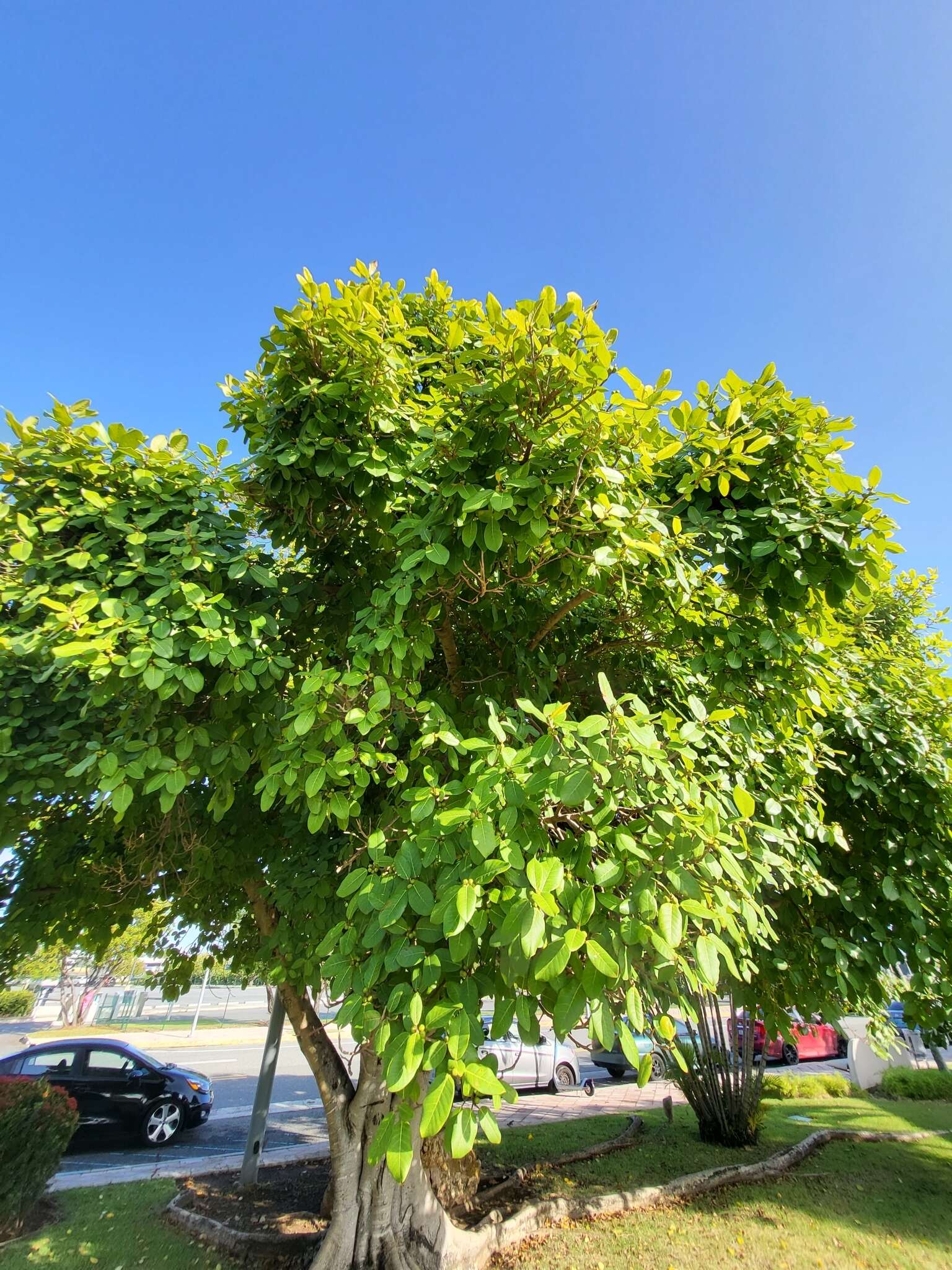 صورة Ficus trigonata L.