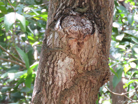 Imagem de Luehea paniculata C. Mart.