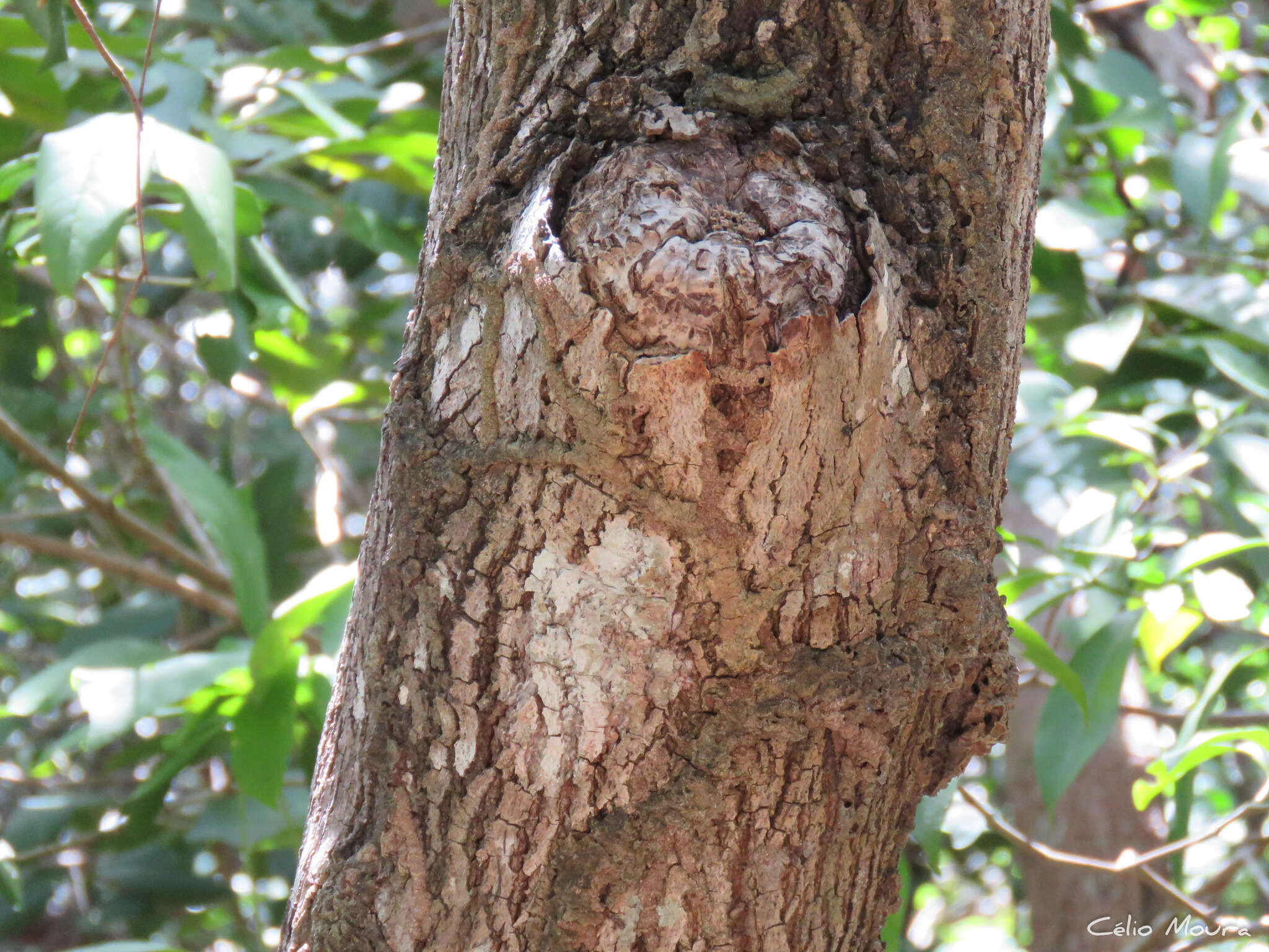 Image of Luehea paniculata C. Mart.