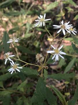 Olearia nernstii F. Müll. resmi