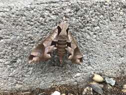 Image of Achemon Sphinx