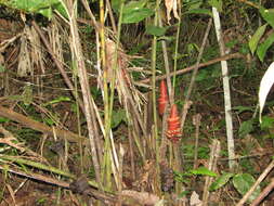 Image of Costus erythrocoryne K. Schum.