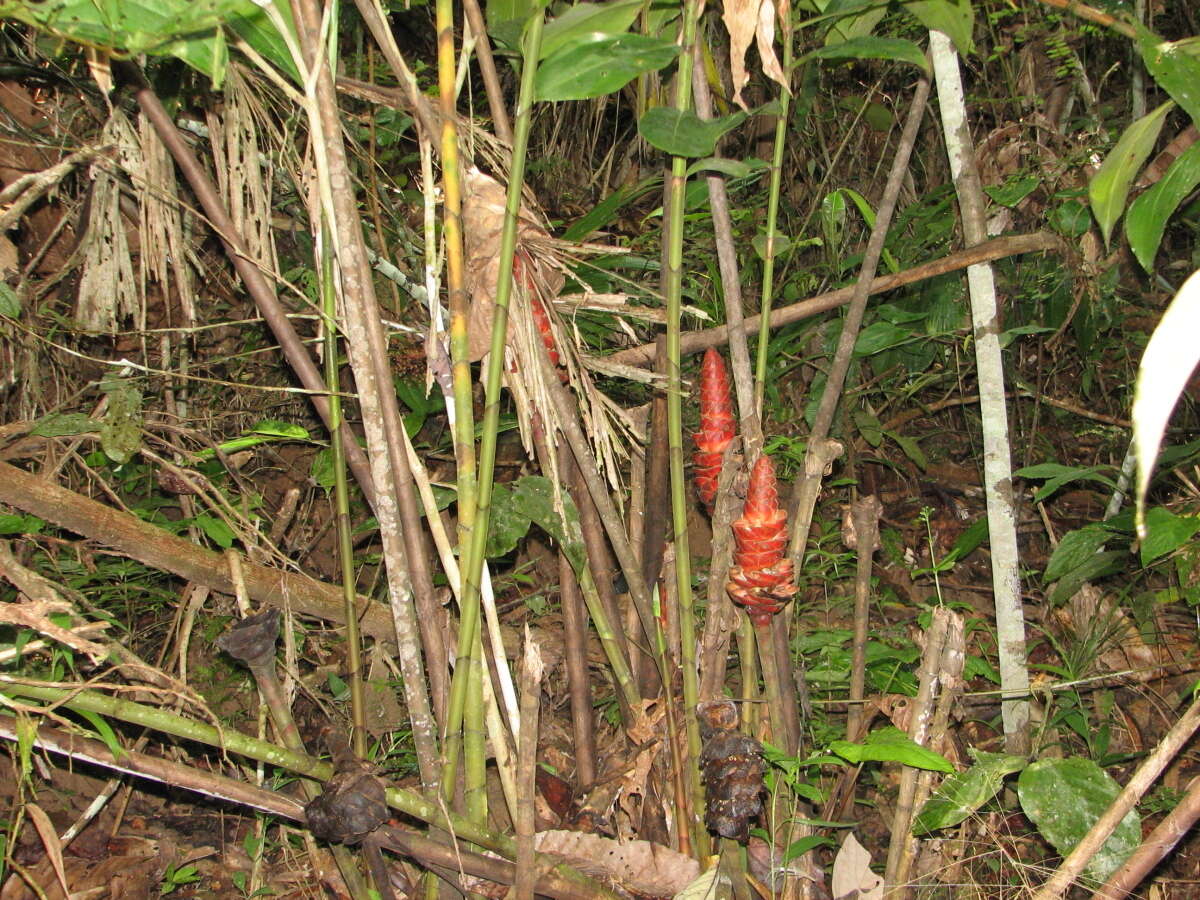 Image of Costus erythrocoryne K. Schum.