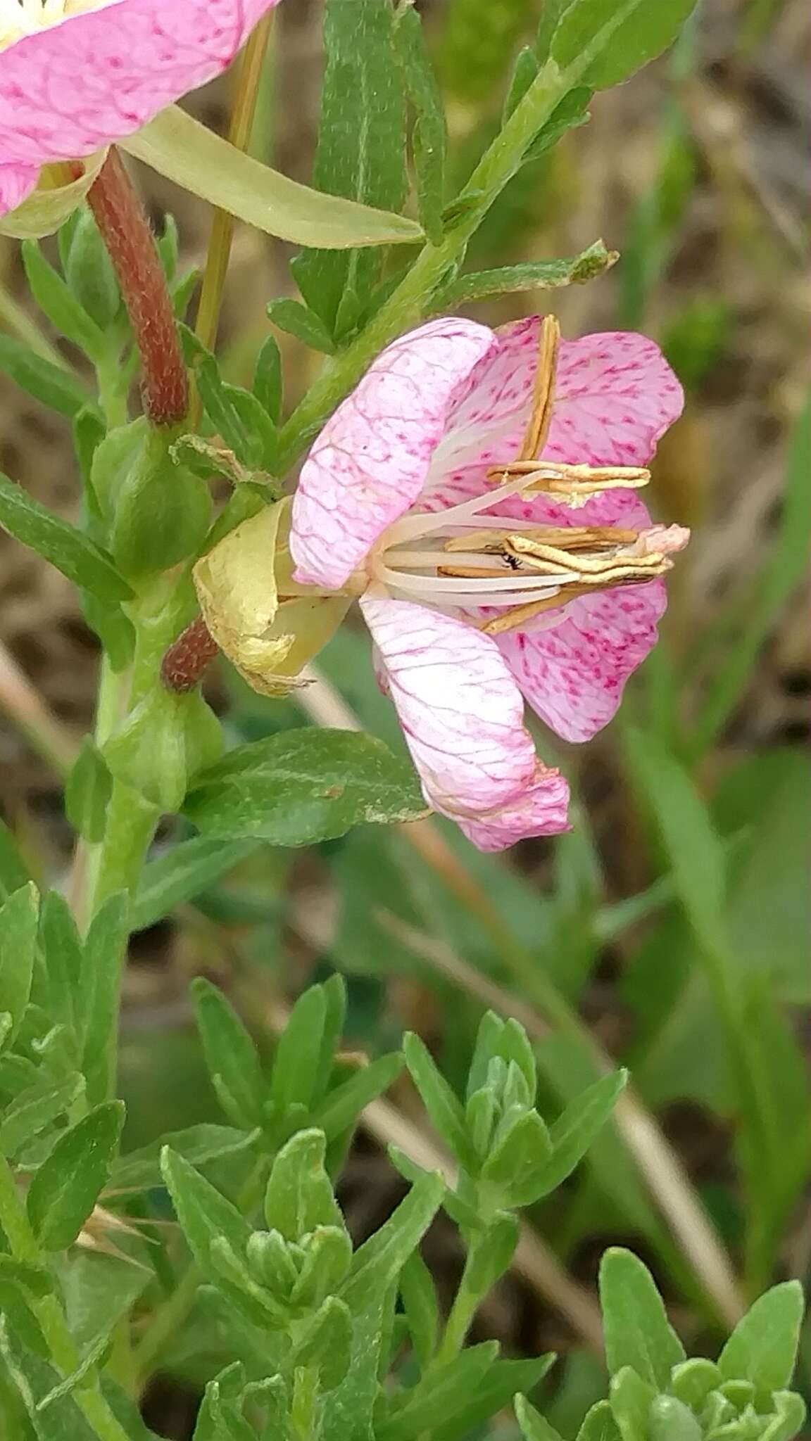 Plancia ëd Oenothera canescens Torr.