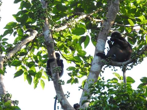 Image of Dusky Langur