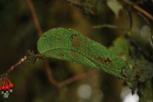 Image of Psammisia caloneura A. C. Sm.