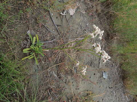 Image of Limonium sinense (Girard) Kuntze