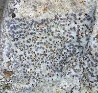 Image of porpidia lichen