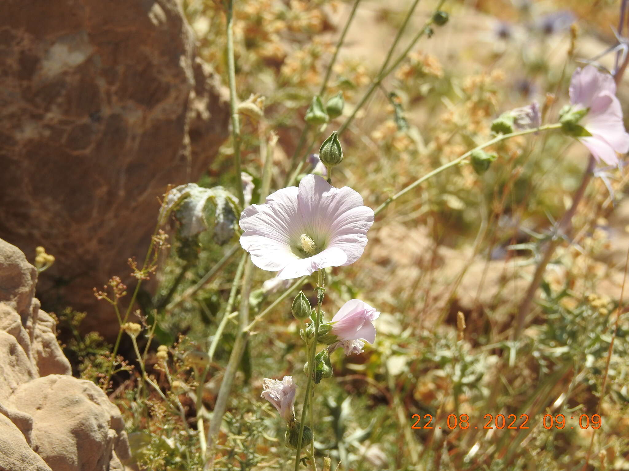 Image de Alcea dissecta (Baker) Zoh.