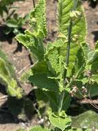 Imagem de Salvia repens var. repens