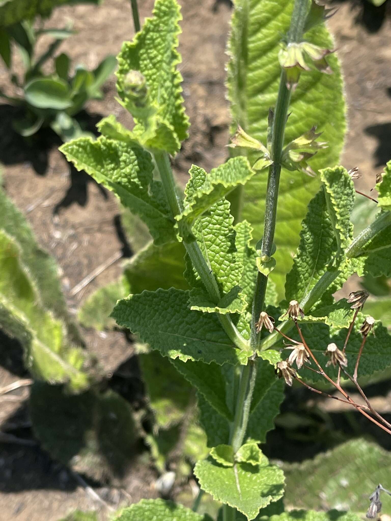 Image de Salvia repens var. repens