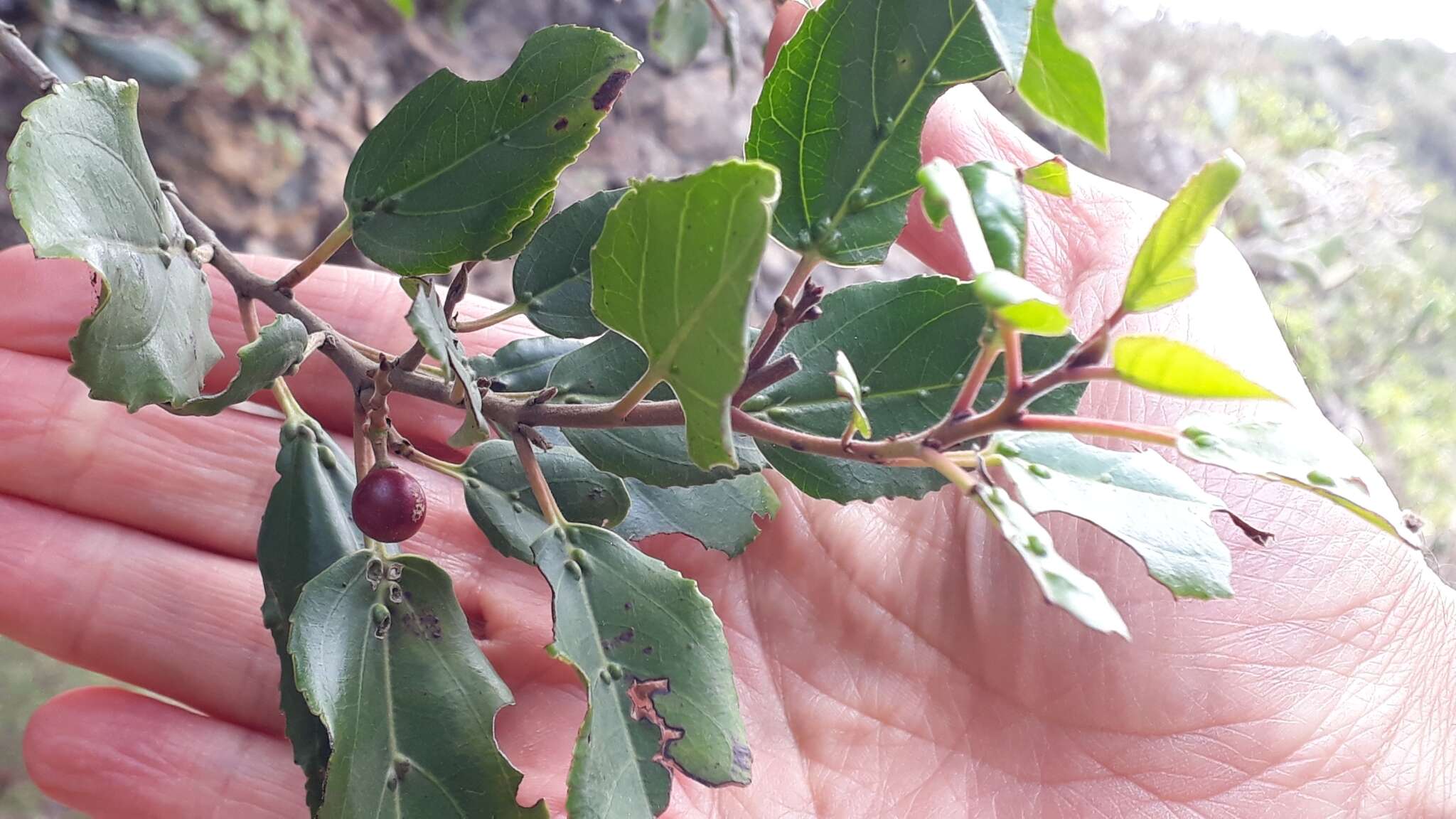 Rhamnus glandulosa Ait. resmi